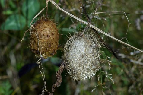 Echinocystis lobata - Изображение особи - Плантариум
