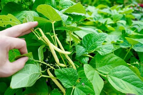 Growing Bush Beans From Seed Geeky Greenhouse