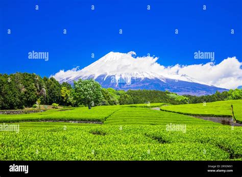 Fuji And Tea Field Stock Photo Alamy