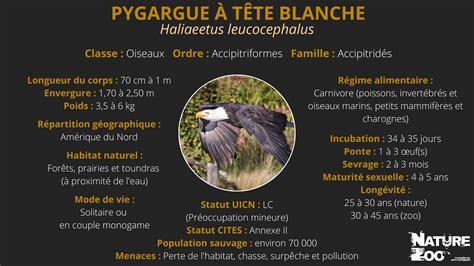 Pygargue à tête blanche Nature et Zoo l actualité des zoos