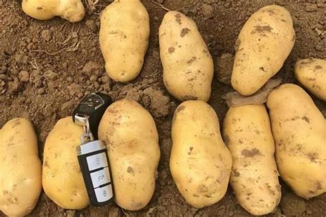 Нематода картофеля (15 фото): описание, признаки поражения и лечение ...