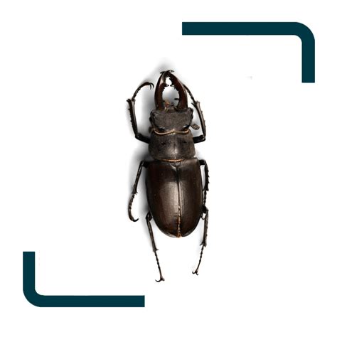 Identify & Prevent Beetles in Knoxville TN