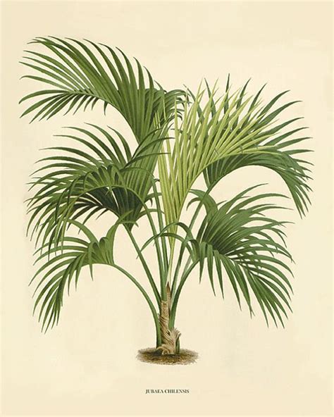 Palm Tree Art Print Antique Botanical Art Prints Home Decor Palm Frond