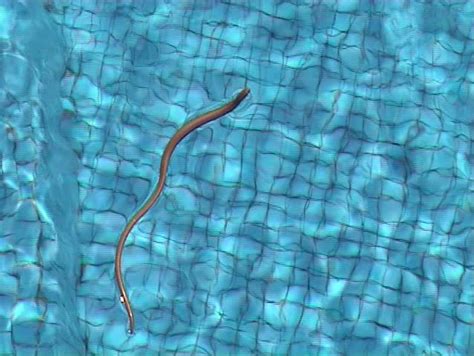 Snake Swimming In The Pool Stock Footage Video 13744 Shutterstock