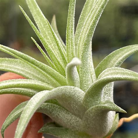 Tillandsia Ionantha Var Maxima Albino