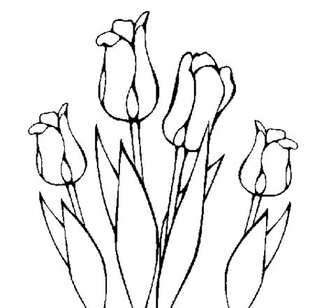 Dibujo De Tulipanes Para Colorear