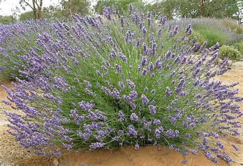 Do Lavender Plants Need Full Sun – Mxzim.com