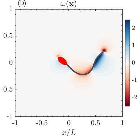 A Snapshot Of The Instantaneous Velocity Field Induced By A Swimming Download Scientific