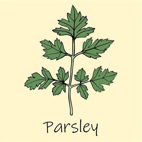 Doodle Freehand Sketch Drawing Of Parsley 3570358 Vector Art At Vecteezy