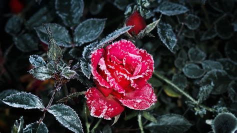 Winterizing roses: how to help your plants in cold weather | Gardeningetc