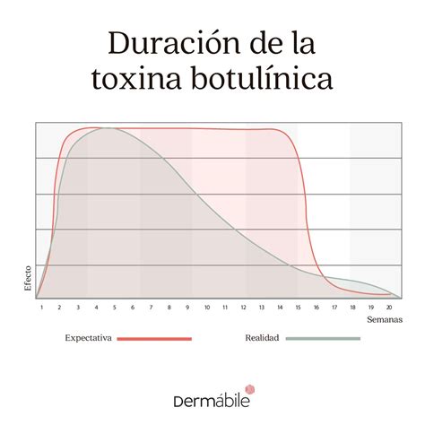 Duración del Botox en la cara Cuánto tiempo dura