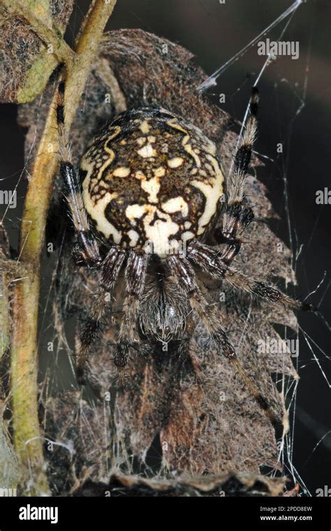 Marbled Orbweaver Marbled Spider Araneus Marmoreus Top View