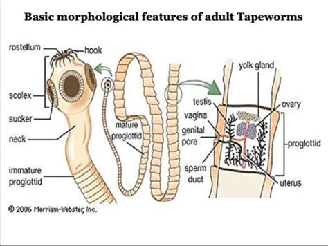 Cestodes Flashcards Quizlet