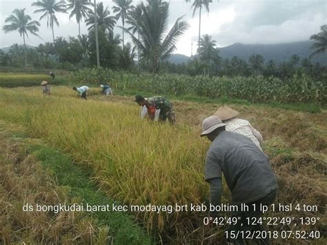 Kehadiran Babinsa Di Desa Kami Yang Selalu Membantu Para Petani Dengan