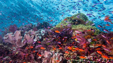 Rediscovering Fiji’s Coral Reefs