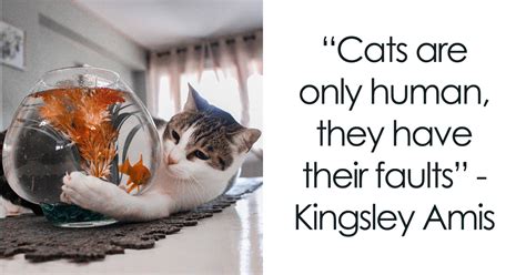 105 Cat Quotes Every Feline Fan Will Like Bored Panda