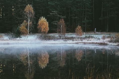 Premium Photo Panoramic View Of Lake In Forest