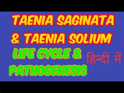 Taenia Saginata Taenia Solium Life Cycle Pathogenesis Lab