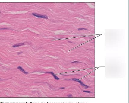 Dense Regular Connective Tissue Diagram Quizlet