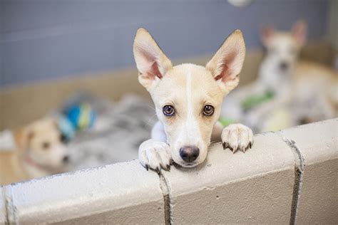 10 Best Animal Shelters And Pet Rescues In California