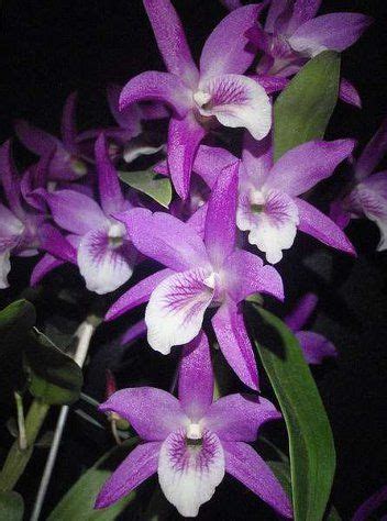 HOA PHONG LAN VIỆT VIETNAM ORCHIRDS Dendrobium Stardust Orchids