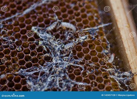 Wax Moth Larvae On An Infected Bee Nest Cover Of The Hive Is Infected