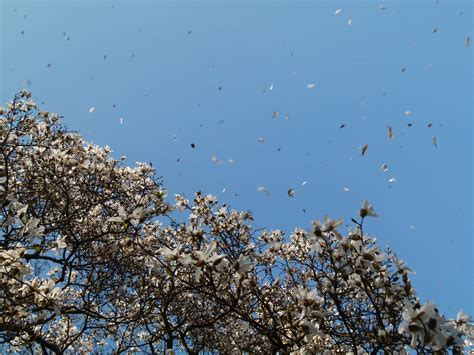 Free Images Nature Branch Blossom Snow Winter Bird Plant Sky