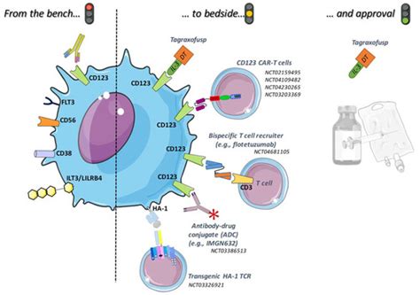 Cancers Free Full Text Cd123 And More How To Target The Cell Surface Of Blastic