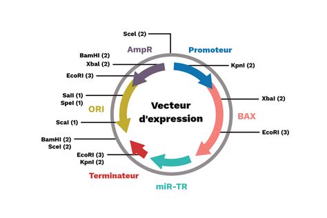 Les Vecteurs Plasmidiques Labster Theory