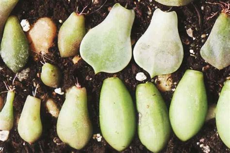 7 Raisons Pour Lesquelles Les Feuilles De Vos Succulentes Tombent Es