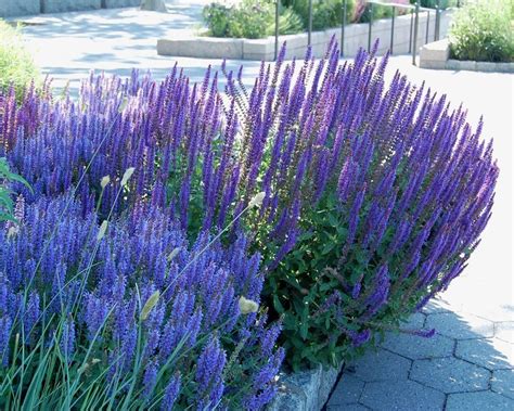 Características cuidados y cultivo de la Salvia Nemorosa Arbustos