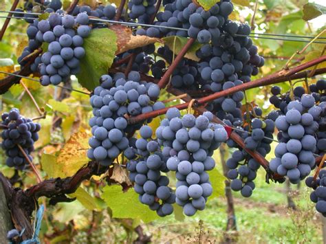 Vid Roja Vitis Vinifera Bottegaverde C Rdoba