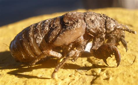 Cicada Nymph Whats That Bug