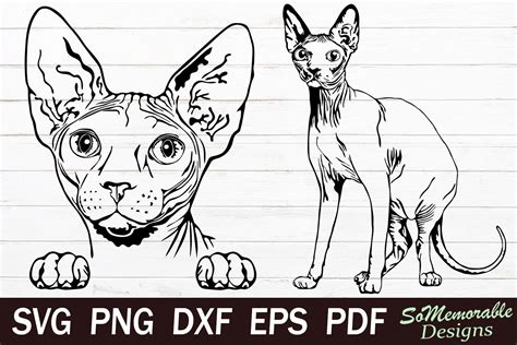 Sphynx Cats Graphic By Somemorabledesigns Creative Fabrica