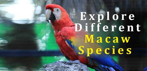 Macaw Parrot Price In Pakistan Price Of Macaw Parrot 2024 Taj Birds