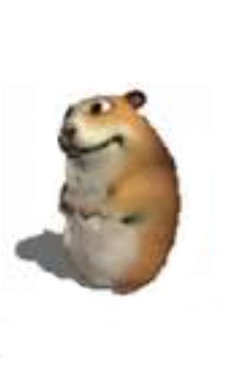 Chomik Silly Pictures Hamster Mood Pics