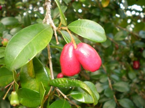 Buy Lilly Pilly Aussie Compact Treeshrub Syzygium Australe