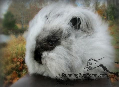 English Angora Rabbits - RUNNING BUG FARM Rabbit Colors, Bunny Mom ...