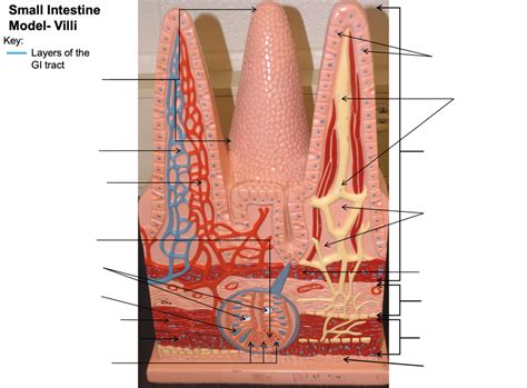 Small Intestine Model Diagram Quizlet