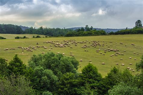 Banco De Imagens Panorama Natureza Grama Regi O Selvagem Montanha