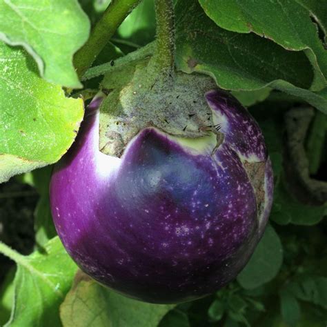 Aubergine Black Beauty Solanum Melongena Bio Zaad