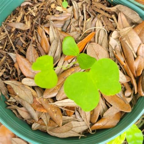 Cabbage Chinese Rubicon Seeds 50 Etsy
