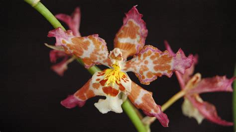 Oncidium Orchid Care