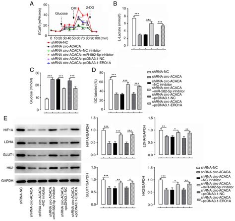 Circacaca Promotes Proliferation Invasion Migration And Glycolysis