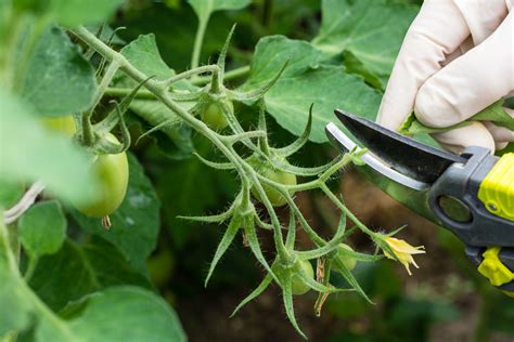 Detailed Explanation of Tomato Pruning Process - Topper