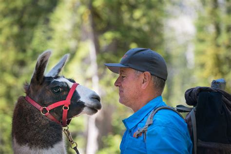 The Great Western Trail Llama Trek Wilderness Ridge Trail Llamas