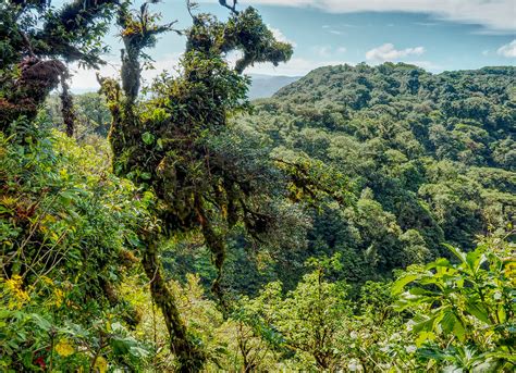 Monteverde and Santa Elena Cloud Forest Reserves - Central Pacific ...