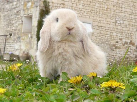 Races De Lapins Nains Top Avec Photos