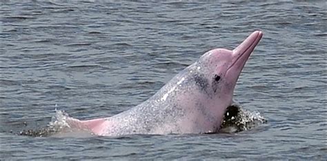 Rare Pink Dolphin Spotted In Hong Kong’s Sea