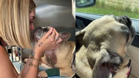 Addio A Matilda Ferragni Il Cane Di Chiara Ferragni E Fedez Volato